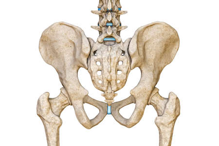 Posterior or back view of human male pelvis, sacrum, lumbar spine and femur bones isolated on white background 3D rendering illustration. Blank anatomical chart. Anatomy, medical, science, part of human skeleton concepts.の写真素材