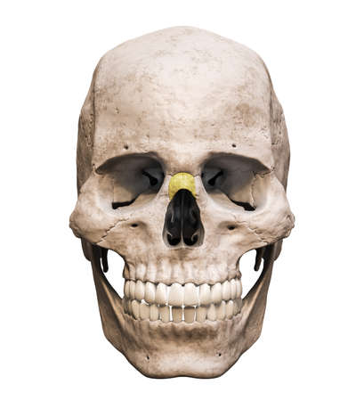 Anatomically accurate human male skull with colorized nose bone anterior or front view isolated on white background with copy space 3D rendering illustration. Blank anatomical and medical chart.の写真素材