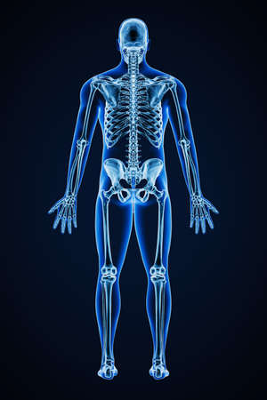 Accurate xray of posterior view of full human skeletal system with adult male body contours 3D rendering illustration. Medical, healthcare, anatomy, osteology, science concept.の写真素材
