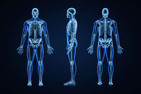 Accurate xray image of human skeletal system with adult male skeleton and body contours on blue background 3D rendering illustration. Anatomy, medical, healthcare, science, osteology, concept.の写真素材