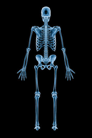 Xray image of posterior or back view of full human skeletal system or skeleton isolated on black background 3D rendering illustration. Medical, healthcare, anatomy, osteology, science concept.の写真素材