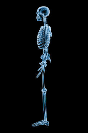 Xray image of lateral or profile view of full human skeletal system or skeleton isolated on black background 3D rendering illustration. Medical, healthcare, anatomy, osteology, science concept.の写真素材