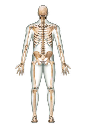 Posterior or back view of accurate human skeletal system with skeleton bones and adult male body isolated on white background 3D rendering illustration. Anatomy, medical, science, osteology concept.の写真素材