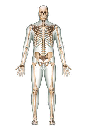 Anterior view of accurate human skeletal system with skeleton bones and adult male body isolated on white background 3D rendering illustration. Anatomy, medical, science, osteology concept.の写真素材
