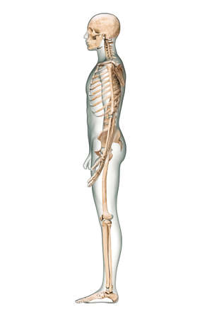 Lateral or profile view of accurate human skeletal system with skeleton bones and adult male body isolated on white background 3D rendering illustration. Anatomy, medical, science, osteology concept.の写真素材