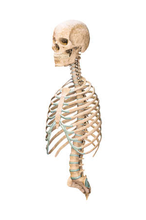 Accurate three-quarter anterior or front view of axial bones of human skeletal system or skeleton isolated on white background 3D rendering illustration. Blank anatomical chart. Anatomy, medical, osteology healthcare, science concept.の写真素材