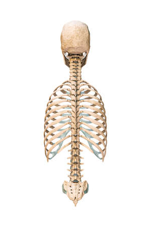 Accurate posterior or back view of axial bones of human skeletal system or skeleton isolated on...