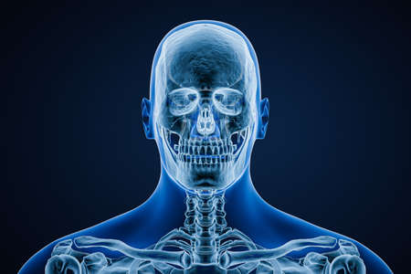 Xray image of anterior or front view of skull of adult male with body contours isolated on blue background 3D rendering illustration. Anatomy, medicine, medical, science, osteology concept.の写真素材