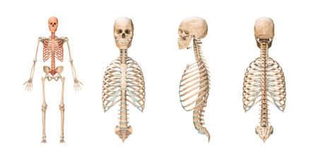 Accurate axial bones of human skeletal system or skeleton isolated on white background 3D rendering...