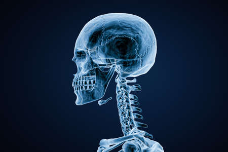Xray image of lateral or profile view of skull of adult male on blue background 3D rendering...