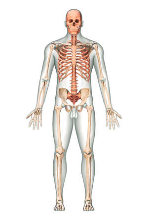 Anterior or front view of accurate axial bones of human skeletal system or skeleton with male body contours isolated on white background 3D rendering illustration. Anatomy, medical, science, osteology concept.の写真素材