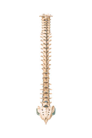 Accurate posterior or back view of human spine bones or vertebrae isolated on white background 3D...