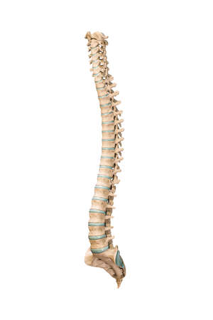 Accurate three-quarter anterior or front view of human spine bones or vertebrae isolated on white background 3D rendering illustration. Blank anatomical chart. Anatomy, medical, osteology healthcare, science concept.の写真素材