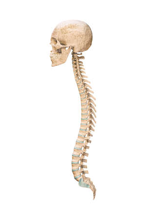 Accurate lateral or profile view of human spine bones with skull isolated on white background 3D rendering illustration. Blank anatomical chart. Anatomy, medical, osteology healthcare, science concept.の写真素材