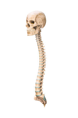 Accurate three-quarter anterior or front view of human spine bones with skull isolated on white background 3D rendering illustration. Blank anatomical chart. Anatomy, medical, osteology healthcare, science concept.の写真素材