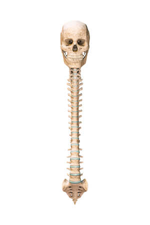 Accurate anterior or front view of human spine bones with skull isolated on white background 3D rendering illustration. Blank anatomical chart. Anatomy, medical, osteology healthcare, science concept.の写真素材