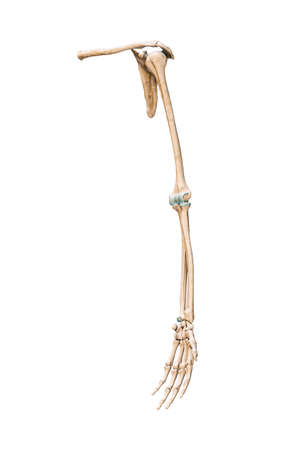 Accurate three-quarter anterior or front view of the arm or upper limb bones of the human skeletal system isolated on white background 3D rendering illustration. Anatomy, medical, osteology concept.の写真素材