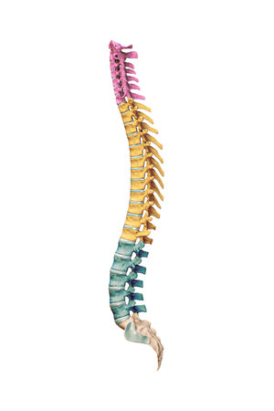 Lateral or profile view of accurate human spine bones with cervical, thoracic and lumbar vertebrae in color isolated on white background 3D rendering illustration. Anatomy, osteology concept.の写真素材