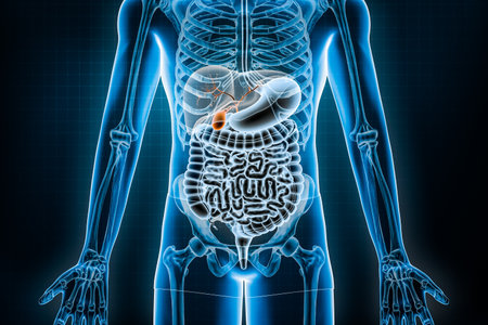Gallblader and biliary tree 3D rendering illustration. Anterior or front view of the human digestive system or bowels. Anatomy, medical, biology, science, healthcare concepts.の写真素材