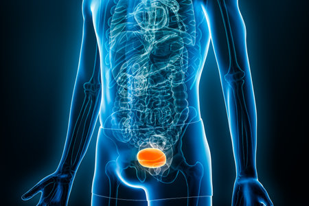 Anterior or front xray view of the bladder 3D rendering illustration with male body contours. Human anatomy, medical, biology, science, healthcare concepts.の写真素材