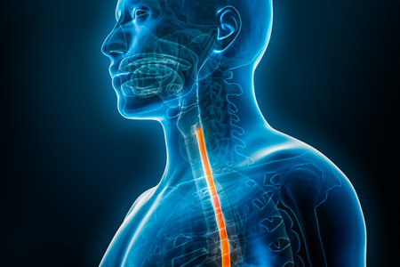 Esophagus or esophagus 3D rendering illustration close-up with male body contours. Human anatomy, esophagitis, acid reflux, digestive system, medical, biology, science, medicine, healthcare concepts.の写真素材