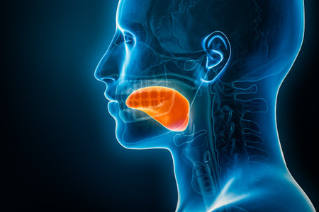 Xray lateral or profile view of the tongue 3D rendering illustration with male body contours. Human organ anatomy, medical, biology, science, medicine, healthcare concepts.の写真素材