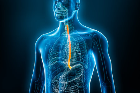 Xray front view of the esophagus or esophagus 3D rendering illustration with male body. Human organ anatomy, esophagitis, digestive system, medical, biology, science, medicine, healthcare concepts.の写真素材