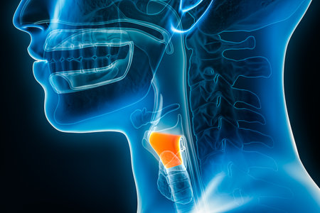 Xray lateral or profile view of the larynx or voice box 3D rendering illustration with male body contours. Human organ anatomy, laryngitis, medical, biology, science, medicine, healthcare concepts.の写真素材