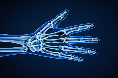 X-ray dorsal or posterior view of right human hand bones with body contours 3D rendering illustration. Skeletal anatomy, osteology, science, biology, medical and healthcare concept.の写真素材