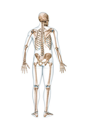 Back view of accurate full human skeleton with male body 3D rendering illustration isolated on white with copy space. Anatomy, blank medical diagram, skeletal system, science, biology concept.の写真素材