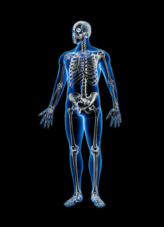Xray front view of full human skeleton with male body 3D rendering illustration isolated on black background with copy space. Anatomy, osteology, skeletal system, science, biology, medical concept.の写真素材