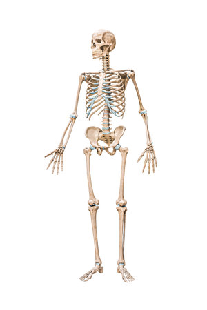 Front view of accurate full human male skeleton 3D rendering illustration isolated on white with copy space. Anatomy, blank medical diagram, skeletal system, science, biology concept.の写真素材