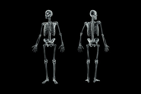 Xray front and back views of full human male skeleton 3D rendering illustration isolated on black background with copy space. Anatomy, osteology, skeletal system, science, biology, medical concept.の写真素材