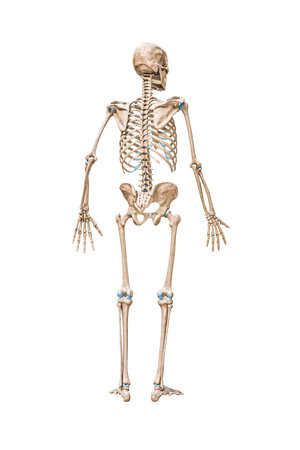 Back view of accurate full human male skeleton 3D rendering illustration isolated on white with copy space. Anatomy, blank medical diagram, skeletal system, science, biology concept.の写真素材