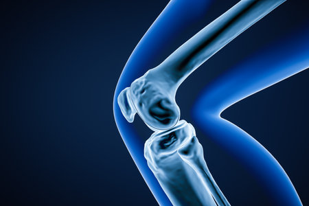 Close-up profile or lateral view of the knee joint bones 3D rendering illustration. Human skeletal anatomy, osteology, science, biology, medical concept.の写真素材