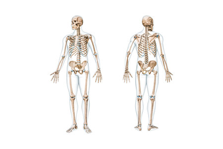 Front and back views of full human skeleton with male body 3D rendering illustration isolated on white with copy space. Anatomy, osteology, skeletal system, science, biology, medical concept.の写真素材