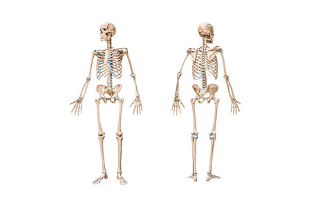 Front and back views of full human male skeleton 3D rendering illustration isolated on white with copy space. Anatomy, osteology, skeletal system, science, biology, medical diagram concept.の写真素材