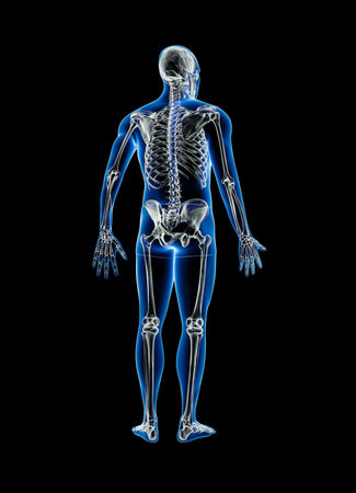 Xray posterior or back view of full human skeleton with male body 3D rendering illustration isolated on black with copy space. Anatomy, osteology, skeletal system, science, biology, medical concept.の写真素材