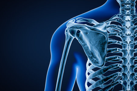 Posterior or back view of accurate human scapula bone or shoulder blade adult male body contour 3D rendering illustration with copy space. Anatomy, osteology, science, biology concept.の写真素材