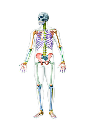 Front view of the full human male skeleton with body 3D rendering illustration isolated on white with copy space. Anatomy or medical diagram with each bone or group of bones labeled with color.の写真素材
