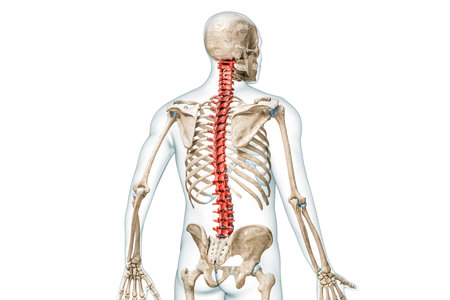 Bones of the spine or vertebrae in color back view with body 3D rendering illustration isolated on white with copy space. Human skeleton anatomy, medical diagram, skeletal system, science concepts.の写真素材