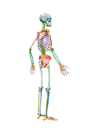 Full human male skeleton or skeletal system profile view 3D rendering illustration isolated on white with copy space. Anatomy or medical diagram with each bone or group of bones labeled with color.の写真素材