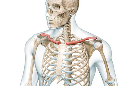 Clavicle bones or collarbones in color with body 3D rendering illustration isolated on white with copy space. Human skeleton anatomy, medical diagram, osteology, skeletal system, science concepts.の写真素材