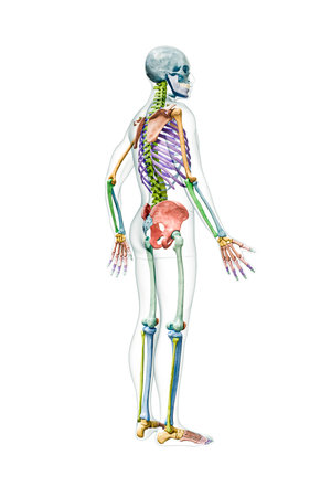 Profile view of the full human male skeleton with body 3D rendering illustration isolated on white with copy space. Anatomy or medical diagram with each bone or group of bones labeled with color.の写真素材