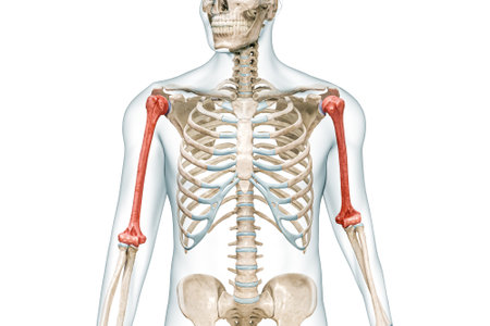 Humerus arm bone in red color with body 3D rendering illustration isolated on white with copy space. Human skeleton anatomy, medical diagram, osteology, skeletal system, science, biology concepts.の写真素材