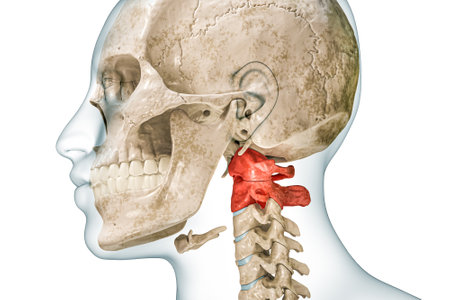 Atlas and axis cervical vertebrae in red with body 3D rendering illustration isolated on white with copy space. Human skeleton and spine anatomy, medical diagram, osteology, skeletal system concepts.の写真素材
