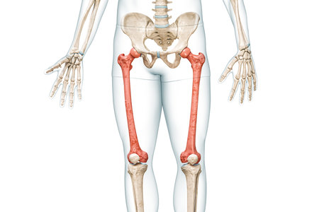 Femur bones in red color with body 3D rendering illustration isolated on white with copy space. Human skeleton and leg anatomy, medical diagram, osteology, skeletal system, science concepts.の写真素材