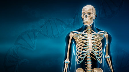 Human male body and skeleton 3D rendering illustration with copy space on blue DNA background. Anatomy, medicine, medical and healthcare, biology, medicine, science, genetics concepts.の写真素材
