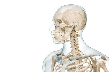 Upper body skeleton with head and skull profile view 3D rendering illustration isolated on white with copy space. Human anatomy, medical diagram, osteology, skeletal system, science, biology concepts.の写真素材