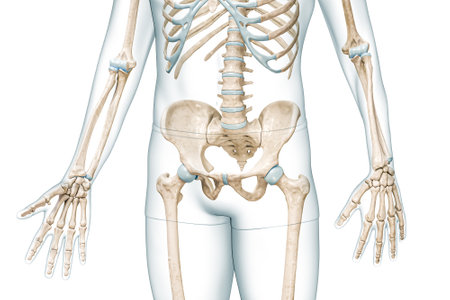 Pelvis or pelvic girdle bones front view with body 3D rendering illustration isolated on white with copy space. Human skeleton anatomy, medical diagram, skeletal system, science, biology concepts.の写真素材